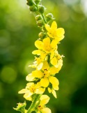 1-agrimonia-serverola msolata