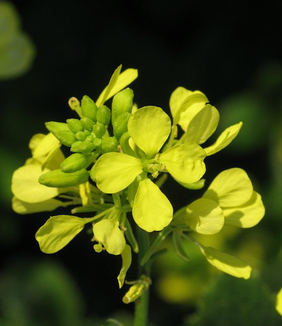 21-Sinapis arvensis_IMG_0988