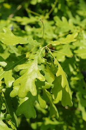 22 -quercus_robur_23