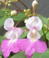 impatiens
