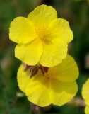 26-Helianthemum nummularium-_msolata_2