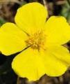 rock rose