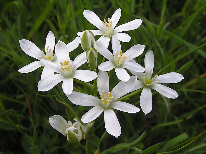 29-star of bethlehem