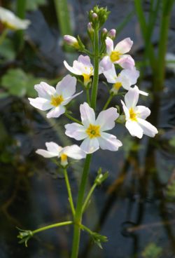 34-water violet