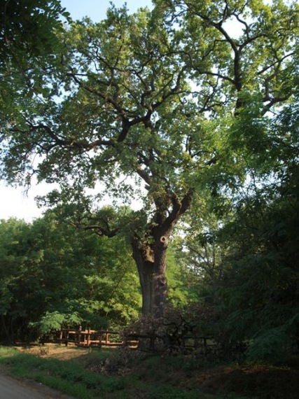 09. nagykoros rakoczi faja