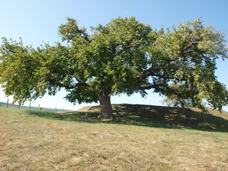 12. romhany rakoczi faja 02