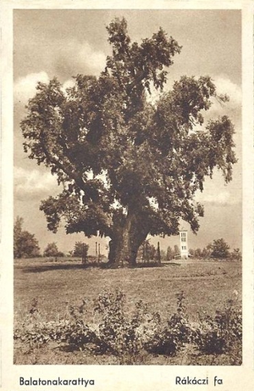 08. balatonakarattya rakoczi fa
