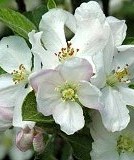 10-crabapple msolata