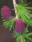 19-larch msolata