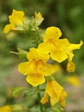 20-mimulus _msolata