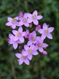 4-CENTAURY msolata