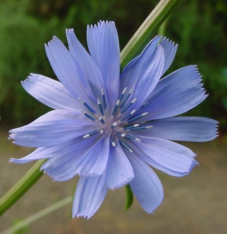 chicory